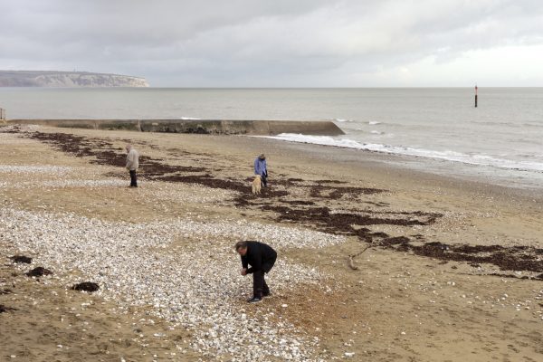 Project Cleansweep, Dara McGrath