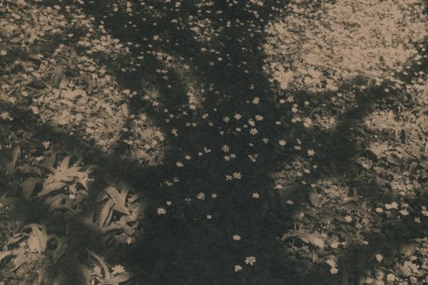Mass Paths, Caitriona Dunnett