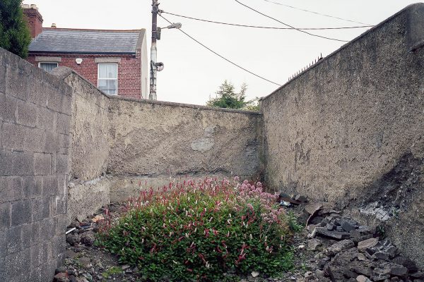 Inner Field, Shane Lynam