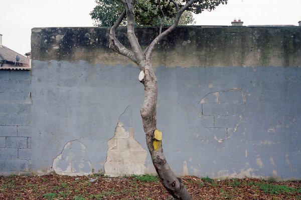 Inner Field, Shane Lynam