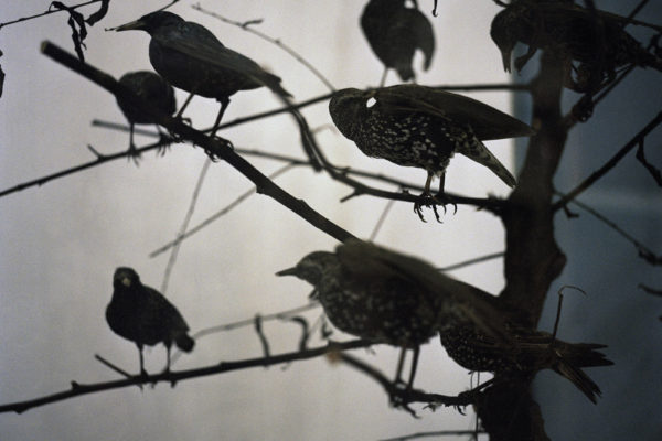 YU: The Lost Country, Dragana Jurisic