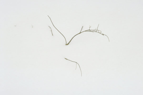 A Fading Landscape, Martin Cregg