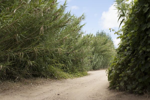 We Make the Path by Walking, Paul Gaffney