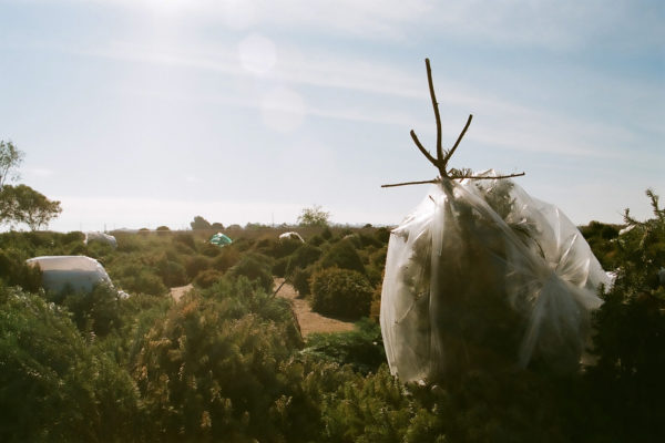 Any Moment Now, Ethna O'Regan