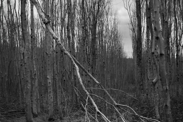 Uinse, Sarah Flynn