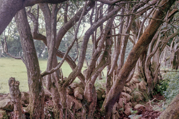 A Map Without Words, Zoe Hamill