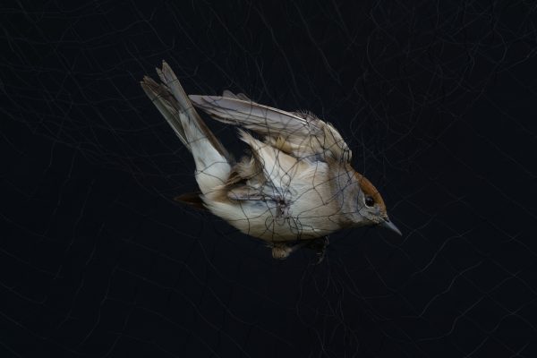 Bryony Dunne, The Sky Only Welcomes Those with Wings