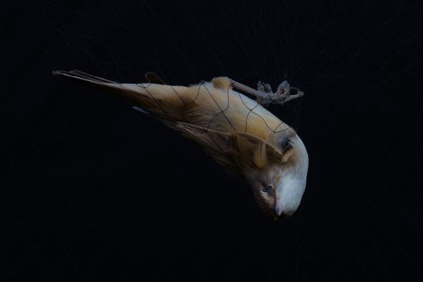 Bryony Dunne, The Sky Only Welcomes Those with Wings