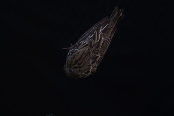 Bryony Dunne, The Sky Only Welcomes Those with Wings
