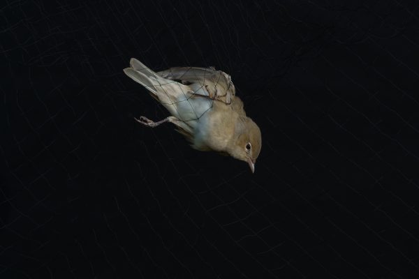 Bryony Dunne, The Sky Only Welcomes Those with Wings