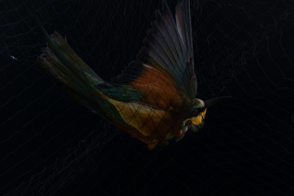 Bryony_May_Dunne_The_Sky_Only_Welcomes_Those_With_Wings_19