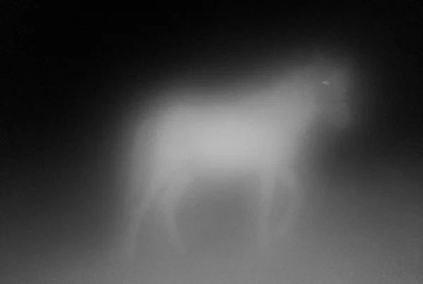 Miriam O' Connor, Fox=Cow